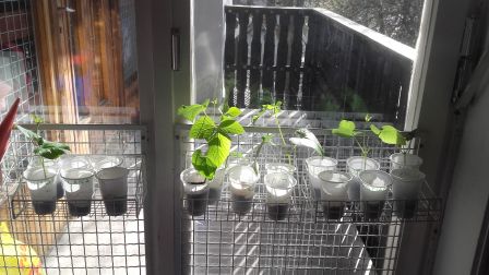 plantation1, avr. 2018 plantation1