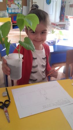 plantation 2, avr. 2018 plantation 2